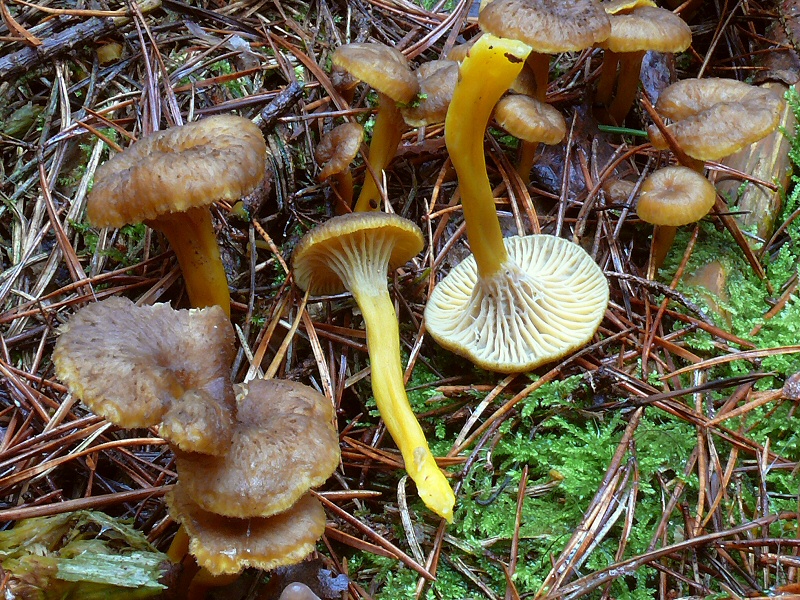 2012-11-18-Mycologie au poteau des Quenouilles